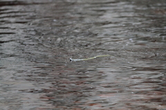 Lycodonomorphus inornatus