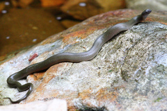 Lycodonomorphus inornatus