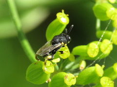 Brachymeria tibialis