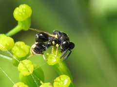 Brachymeria tibialis