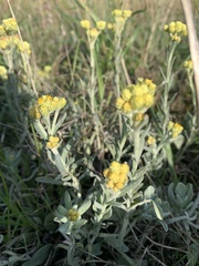 Helichrysum arenarium