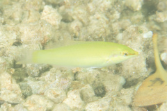Halichoeres chloropterus
