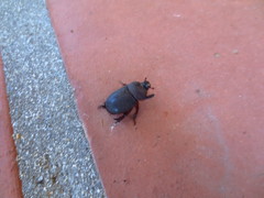 Temnorhynchus retusus