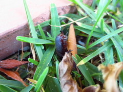 Temnorhynchus retusus