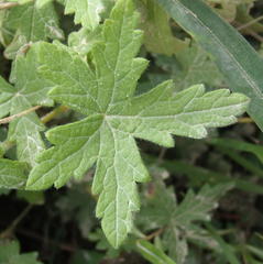 Geranium ornithopodon