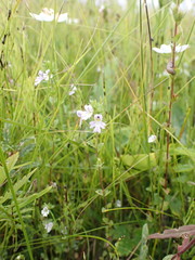 Euphrasia pectinata