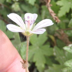 Geranium ornithopodon