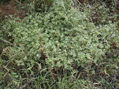 Geranium ornithopodon