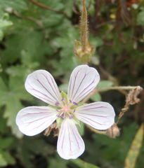 Geranium ornithopodon