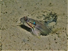 Bridled Goby photo 3