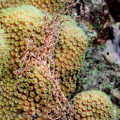 Astrophyton muricatum