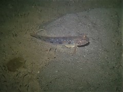 Acentrogobius pflaumii