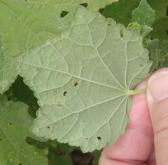 Pavonia columella