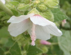 Pavonia columella