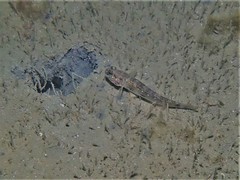 Acentrogobius pflaumii