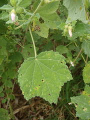 Pavonia columella