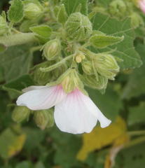 Pavonia columella