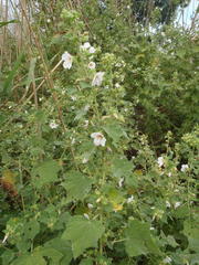 Pavonia columella