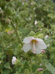 Pavonia columella