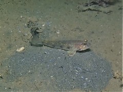 Acentrogobius pflaumii