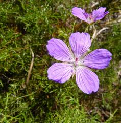Geranium incanum multifidum