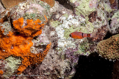 Apogon townsendi