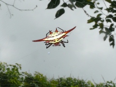 Gasteracantha milvoides