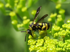 Leucospis intermedia