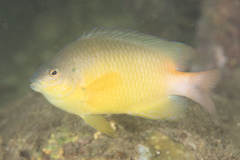 Pomacentrus simsiang