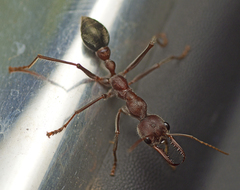 Myrmecia comata