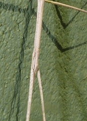 Bacillidae