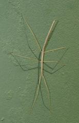 Bacillidae