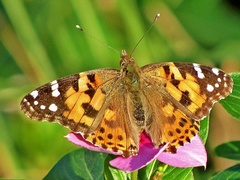 Vanessa cardui