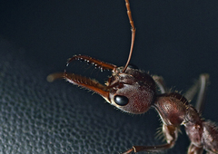 Myrmecia comata