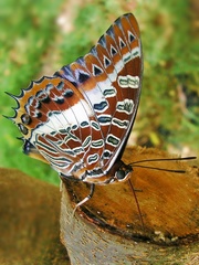 Charaxes brutus natalensis