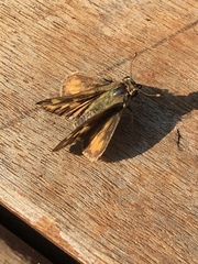 Hesperiidae