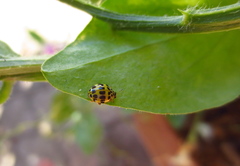 Psyllobora variegata