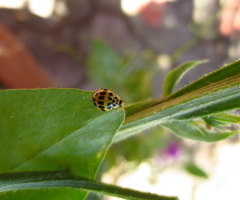 Psyllobora variegata
