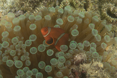 Amphiprion biaculeatus