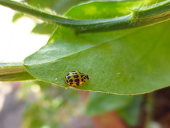 Psyllobora variegata