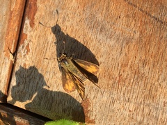 Hesperiidae
