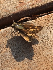Hesperiidae