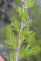 Cliffortia tuberculata