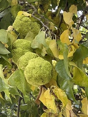 Maclura pomifera