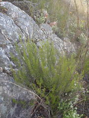 Cliffortia tuberculata