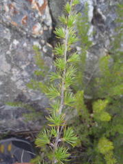 Cliffortia tuberculata