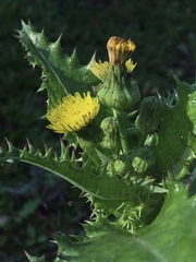 Sonchus asper