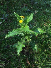 Sonchus asper