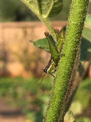 Liebermannacris dorsualis