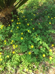 Oxalis niederleinii
